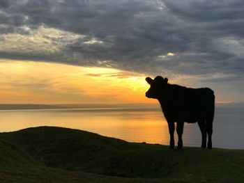 Silhouette horse standing on shore against sky during sunset