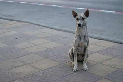 Portrait of dog sitting on footpath