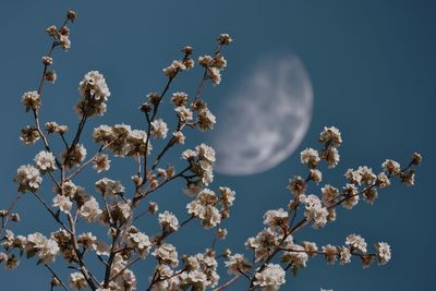 Low angle view of cherry blossom against blue sky