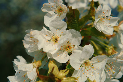 Close-up of white cherry blossoms