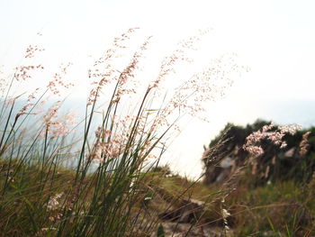 Scenic view of grassy field against sky