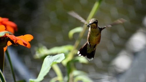 Close-up of a bird flying