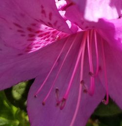 Close-up of pink flower