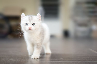 Portrait of white cat standing outdoors