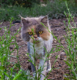 Portrait of a cat on field