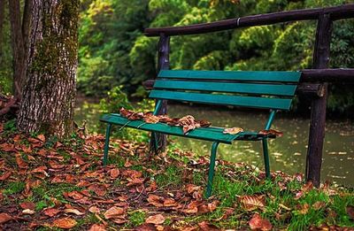 Chairs and trees in forest during autumn