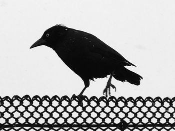 Close-up of bird perching on clear sky