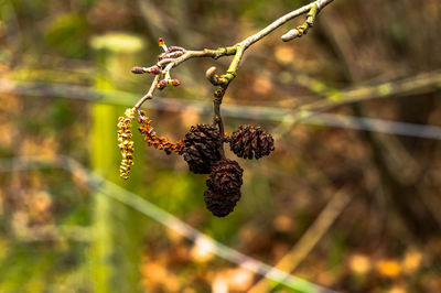 Close-up of berries growing on tree