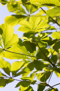 Chestnut and sunny morning