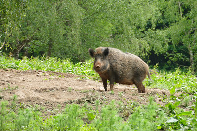 Wild boar on a clearing, wildlife in germany