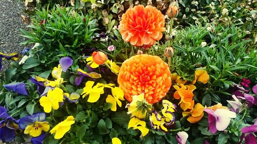 Close-up of orange flowers blooming outdoors