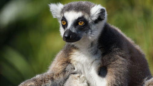 Close-up of dog looking away outdoors