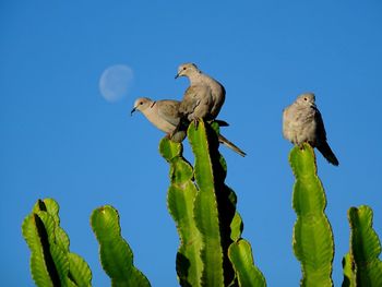 Low angle view of bird perching against clear blue sky