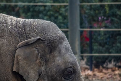 Close-up of elephant in zoo