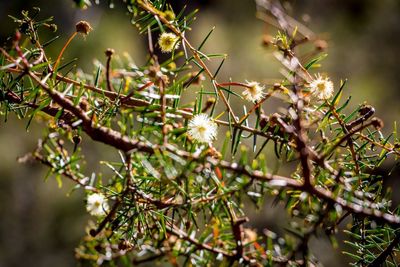 Close-up of flower on tree