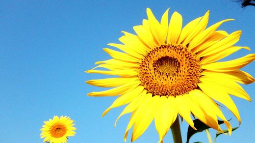 Low angle view of sunflower against clear blue sky