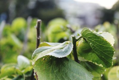 Close-up of insect on leaf