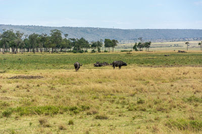 Horses in a field