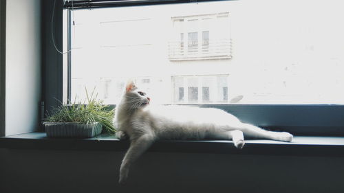 Cat sitting on window sill at home