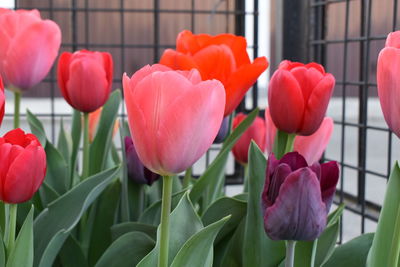 Close-up of tulips