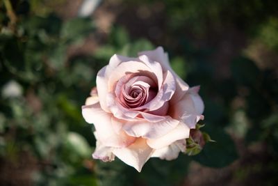 Close-up of rose against blurred background