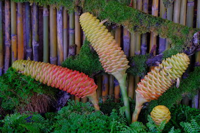 High angle view of multi colored vegetables on plants