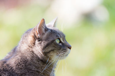 Close-up of cat