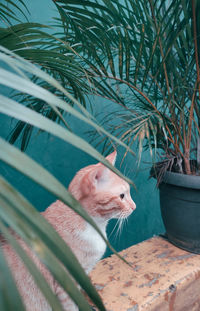 Close-up of a cat looking away