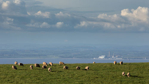 Horses grazing in a field 