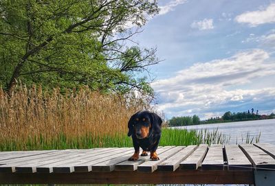 Portrait of dog by tree against sky