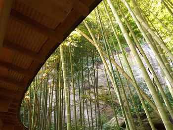 Low angle view of trees