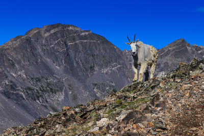 Scenic view of mountains against clear blue sky