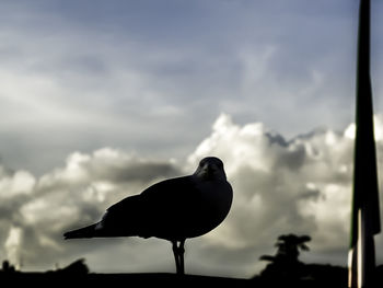 Close-up of bird perching against sky