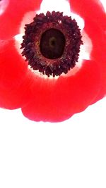 Close-up of red flower
