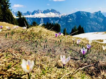 Close-up of purple crocus flowers on field