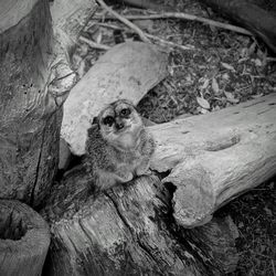 Close-up of lizard on tree trunk