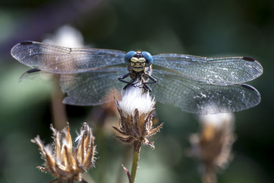 Close-up of dragonfly on flower