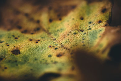 Close-up of dry leaf on rusty metal