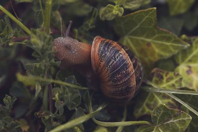 Close-up of snail on plant