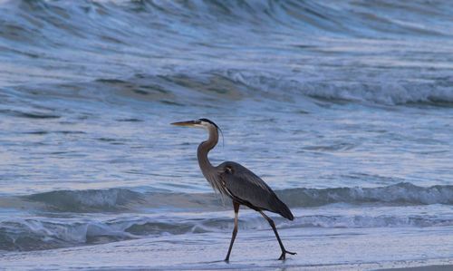 High angle view of gray heron on beach during sunset