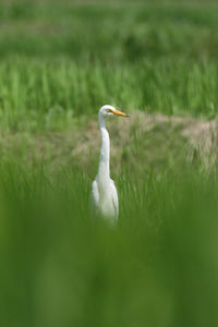 View of a bird