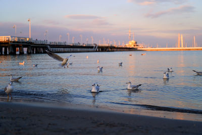 Seagulls flying over sea against sky