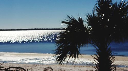 Palm trees on beach against clear sky