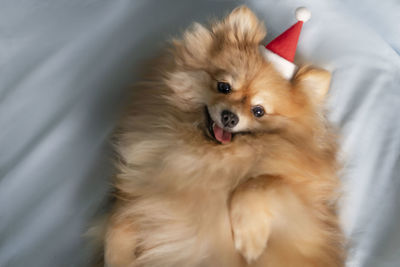 Dog pomeranian spitz lies on his back sticking out his tongue and looks into the camera