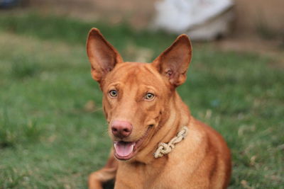 Close-up portrait of dog on field