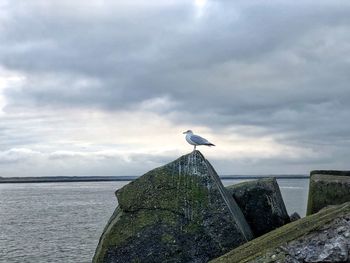 Bird perching on sea against sky