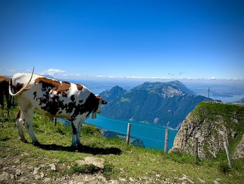 Cows standing on mountain against sky