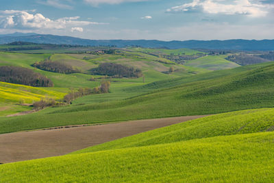 Scenic view of agricultural field against sky