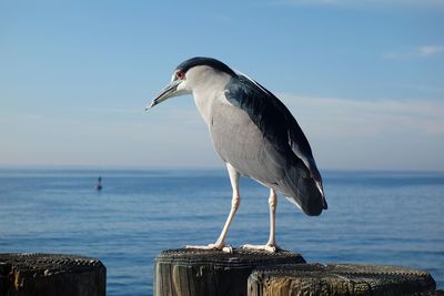 Bird perching on wooden posts in sea against sky