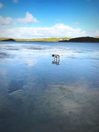 Scenic view of sea against sky with dog